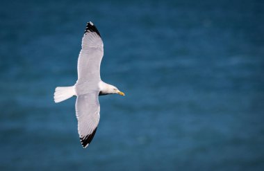 Bulanık bir okyanus arka planında havada uçan beyaz bir martının manzarası