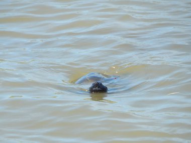 Gölde gün ışığında yüzen bir kaplumbağa.