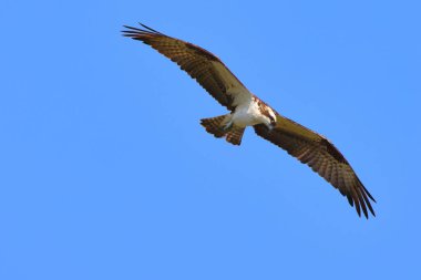 Mavi gökyüzünde süzülen bir Osprey manzarası