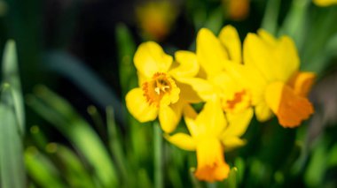 A closeup shot of daffodils on the blurry background