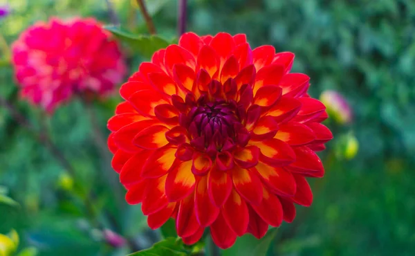 Close Uma Vibrante Flor Vermelha Dahlia Pinnata Com Fundo Embaçado — Fotografia de Stock