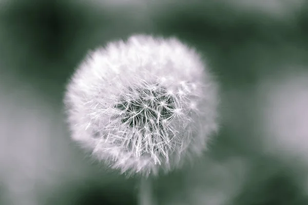 Beautiful View Dandelion Plant Blurred Background — Foto Stock