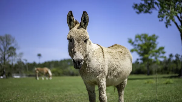 Selective Focus Shot Donkey Grazing Pasture — Stock fotografie