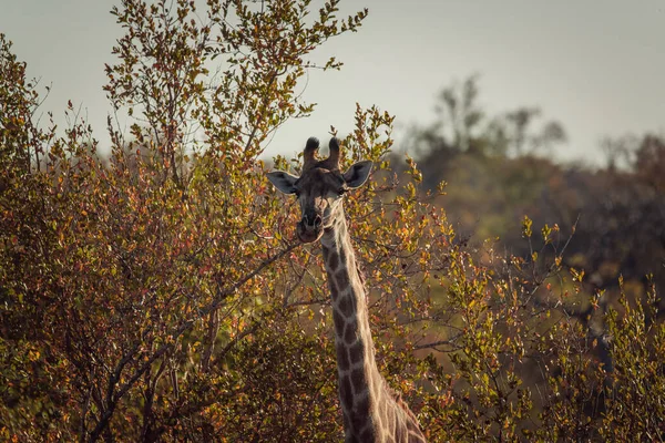 Closeup Giraffe Safari — Stock Photo, Image