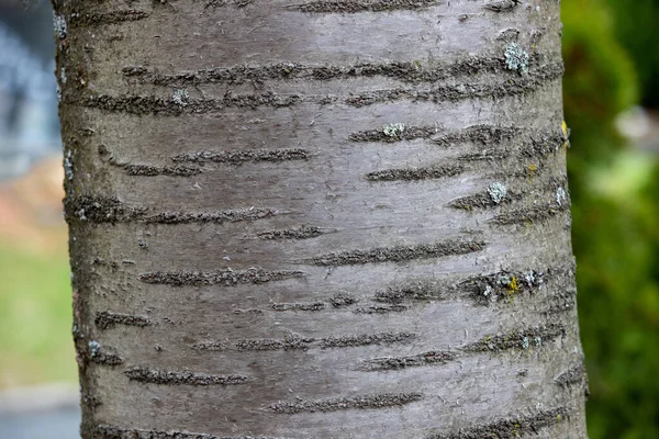 Close Bark Cherry Tree Texture Natural — Stock Photo, Image