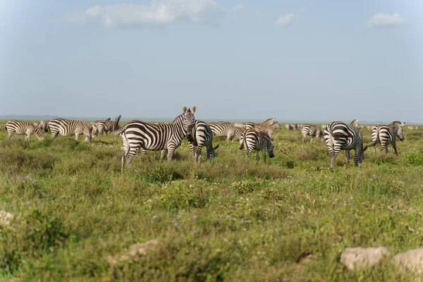 Vacker Bild Zebror Serengeti Nationalpark — Stockfoto