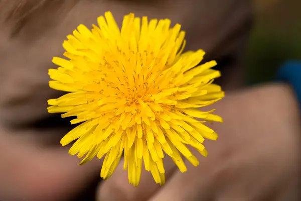 Primo Piano Dente Leone Fiore Giallo Mano Del Bambino — Foto Stock