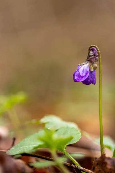 Closeup Beautiful Sweet Violet Viola Odorata Flower Growing Garden Sunny — Stock Photo, Image