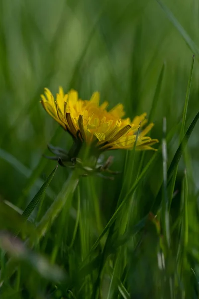 野の黄色いタンポポの花の垂直ショット — ストック写真