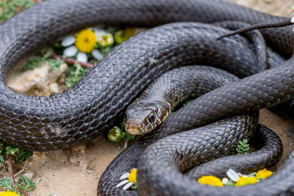 Imagem Aproximada Uma Cobra Chicote Oeste Negro Hierophis Viridiflavus Perto — Fotografia de Stock