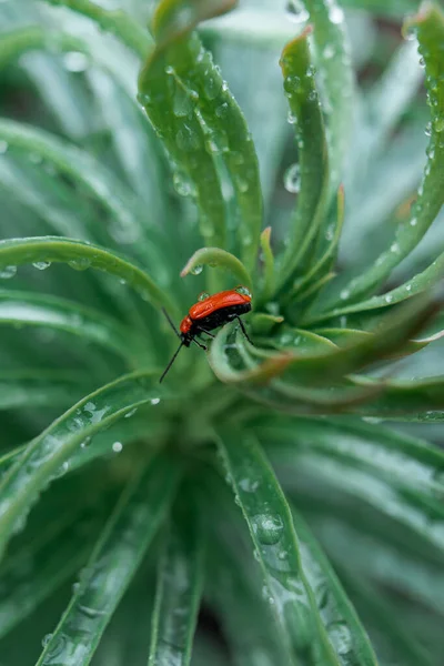 Closeup Shot Red Insect Sitting Green Plant — Stockfoto