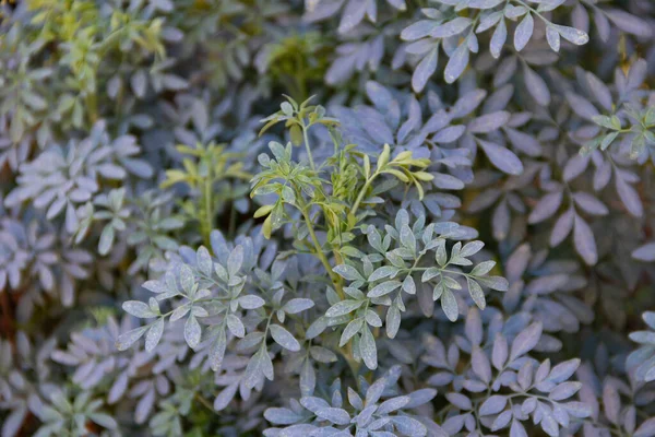 有機園の真の植物の葉は — ストック写真