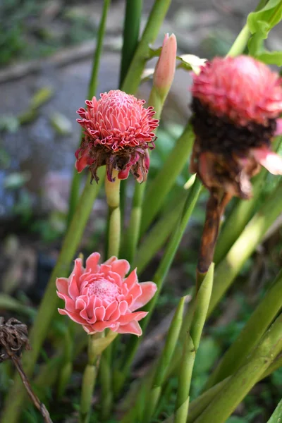 Selective Focus Shot Red Torch Ginger Flower Garden — Stock Photo, Image