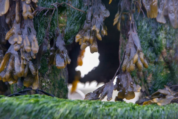 Closeup Shot Seaweeds Surface Sea Low Tide — Stock Photo, Image