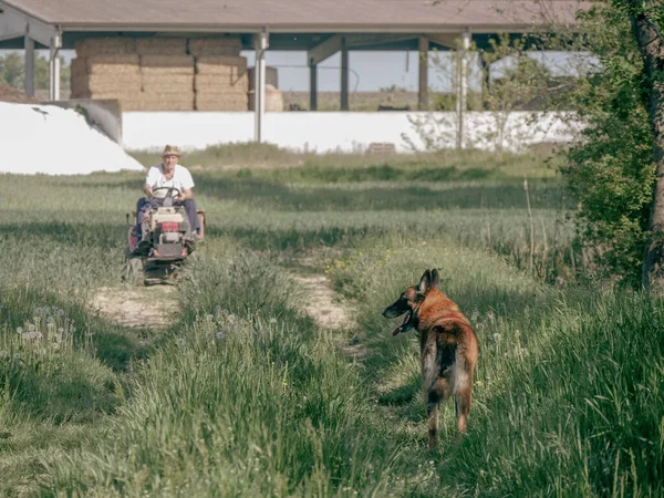 意大利农民和他的狗在田里用他的小拖拉机运送种子 — 图库照片