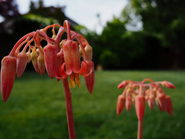 Selective Pig Ear Cotyledon Orbiculata Flowers Garden — Stock Photo, Image