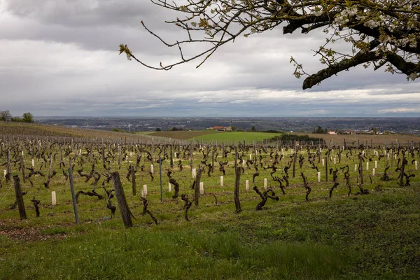 Beautiful View Vineyard Cloudy Sky France — Foto de Stock