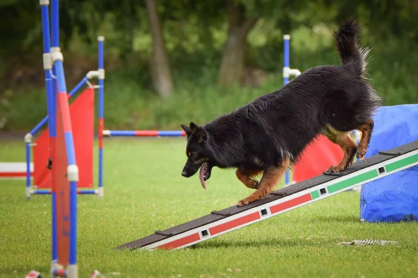 草原の遊び場の競争でランプを歩いて黒と茶色の犬の犬のショット — ストック写真