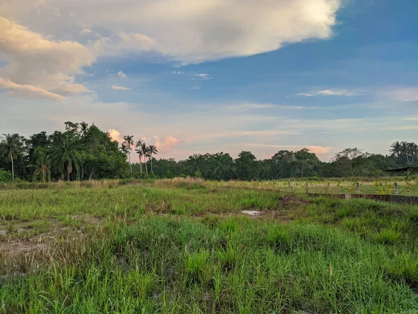 A beautiful view of a green grass area planted with oil palm seedlings