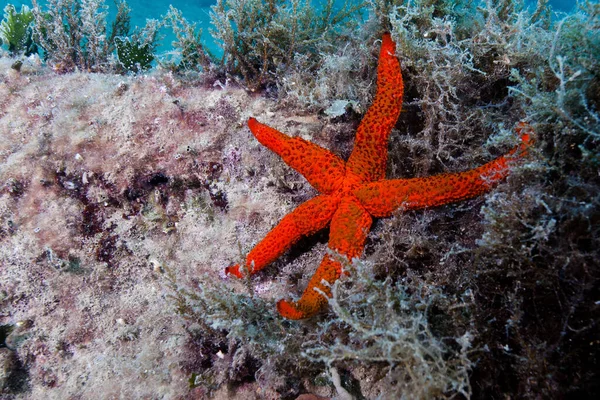 Closeup Red Starfish Underwater World — Stock fotografie