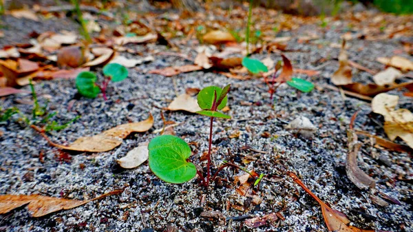 Les Semis Eucalyptus Poussant Travers Sol Pour Atteindre Soleil — Photo