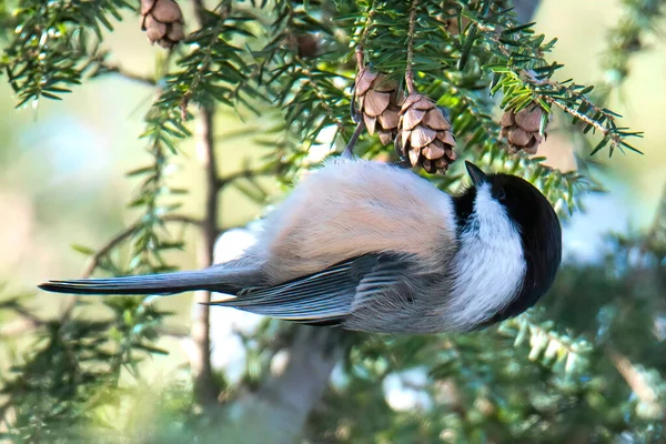 Primer Plano Pollito Gorra Negra Una Cicuta Abeto — Foto de Stock