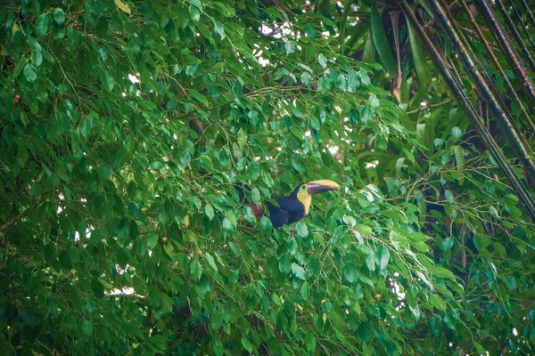 Toucan Sitting Tree Background Many Lush Green Leaves Fortuna Costa — Stock Photo, Image