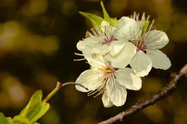 白い花を咲かせる花の枝のクローズアップ — ストック写真