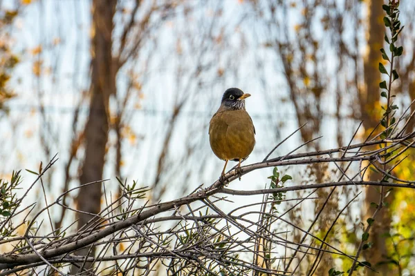 A true thrush bird perched on a branch on a blurred background