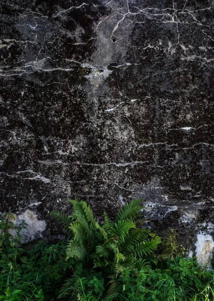 一缕垂直的绿色蕨树生长在古老的石墙附近 — 图库照片