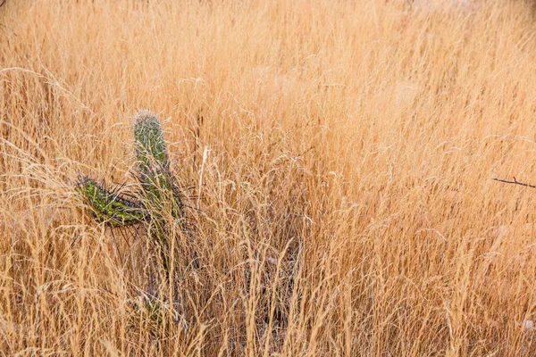 Tiro Close Belo Cacto Campo Seco Entre Grama — Fotografia de Stock