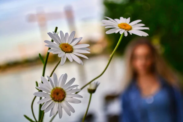Closeup Shot Blooming Chamomile Blurred Background — Foto Stock