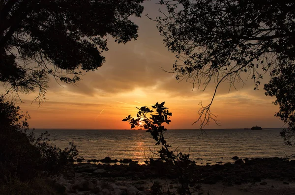 Scenic Sunset View Beach Framed Silhouette Tree Branches Isle Wight — Stock Photo, Image