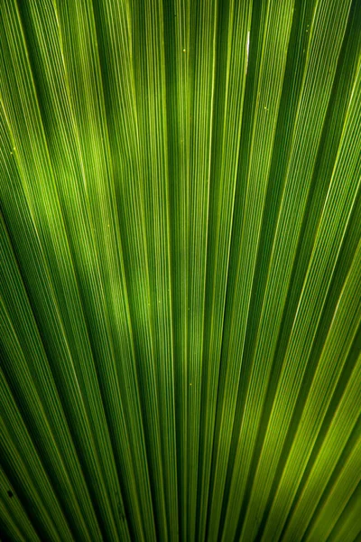 Closeup Shot Palm Tree Leaf Sunlight Perfect Backgrounds Wallpapers — Stock Photo, Image