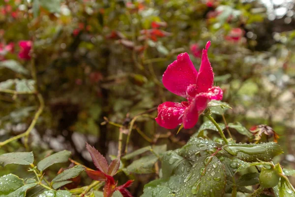 Enfoque Selectivo Una Rosa Fresca Húmeda Francesa Con Gotas Agua —  Fotos de Stock