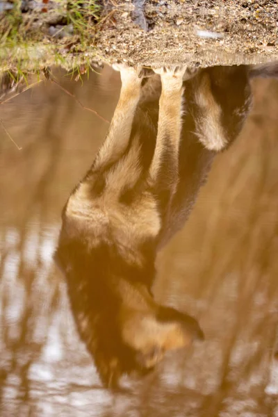 Vertical Shot Adorable Dog Reflection Water Forest — Stok fotoğraf