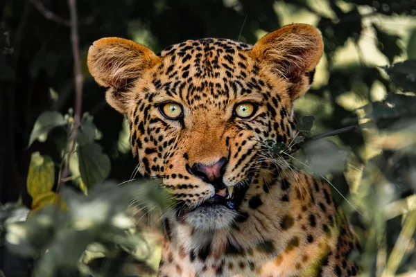 Closeup Portrait South African Cheetah Looking Straight Forward Green Plants — Stock Photo, Image