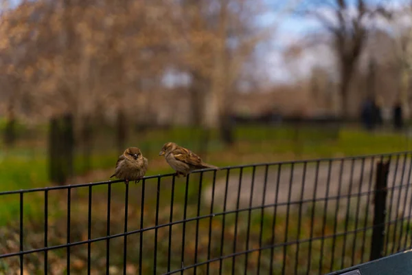 Een Closeup Van Leuke Mussen Een Hek Een Centraal Park — Stockfoto