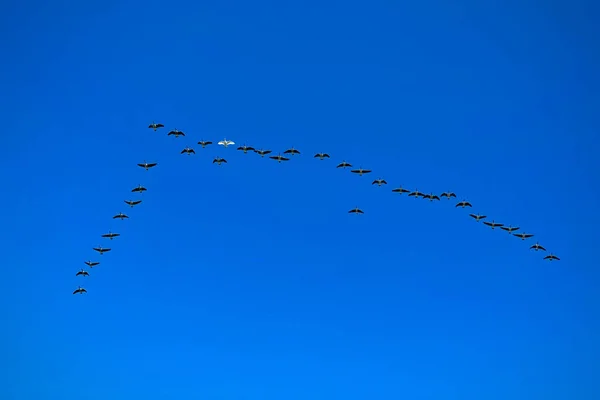 Низкий Угол Стаи Гусей Летящих Высоко Голубом Безоблачном Небе Солнечный — стоковое фото