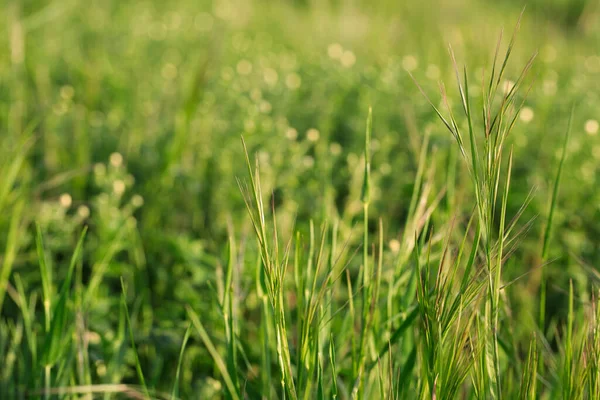 Erba Fresca Verde Ondeggia Nel Vento Primavera — Foto Stock