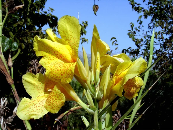 Closeup Shot Blooming Canna Flowers — Fotografia de Stock