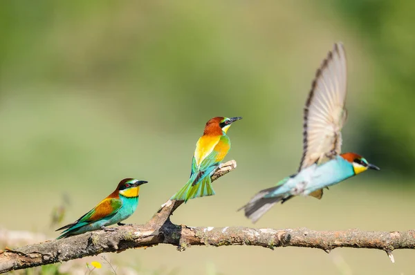 Tres Abejeros Europeos Posados Vuelo — Foto de Stock