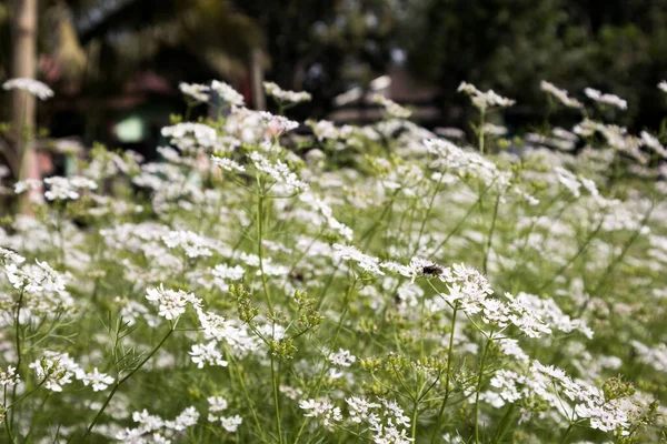 Coriander Plant Field Fully Bloomed Flowers Coriander Its Scientific Name — Stock Photo, Image