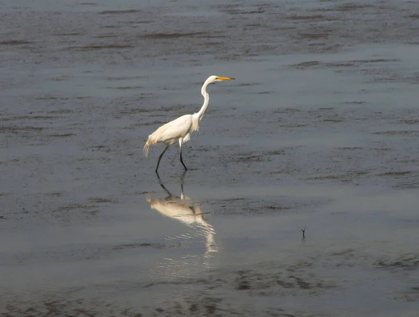 White Heron Searching Low Tide Early Morning Breakfast —  Fotos de Stock