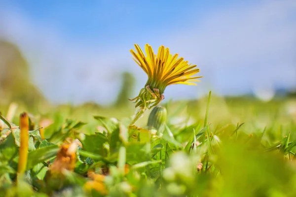 Närbild Skott Gul Maskros Blomma Och Gräs Naturen — Stockfoto