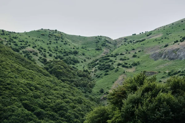 Natural Landscape View Curvy Slopes Hills Grass Trees — 스톡 사진