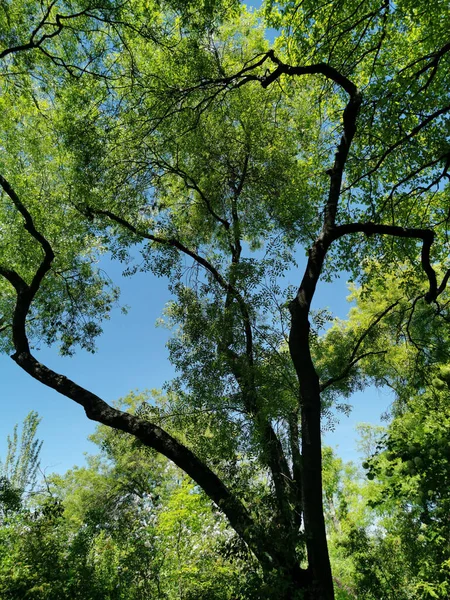 Tiro Vertical Das Árvores Parque Madrid Espanha — Fotografia de Stock