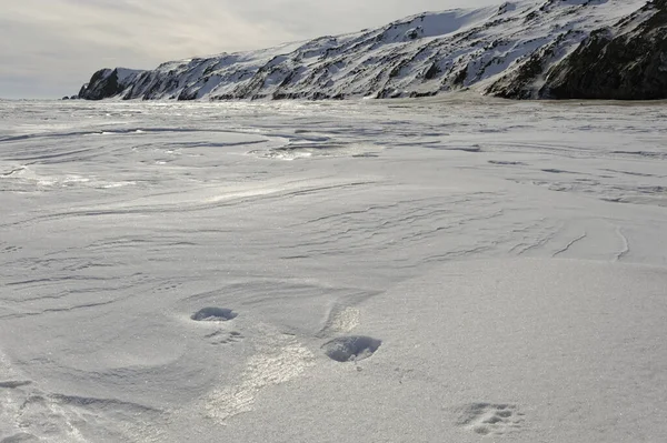 Polar Bear Tracks Snow Qikiqtaruk Herschel Island Yukon Territorial Park — Stok fotoğraf