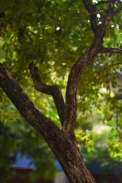 Vertical Shot Rosewood Tree Brown Barks Green Leaves Sunlight — Stock Photo, Image