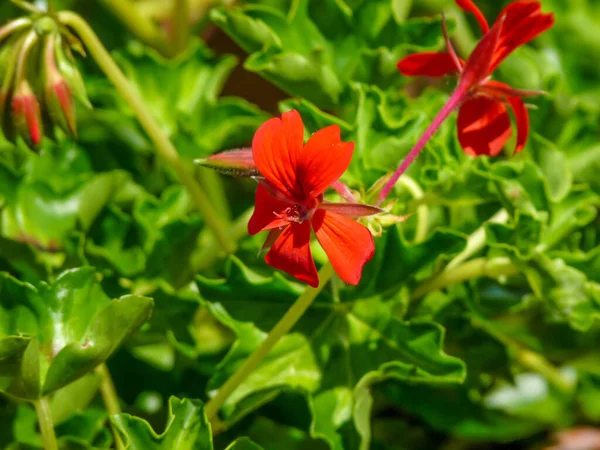 Closeup Shot Red Geranium Flowers Prague — Photo